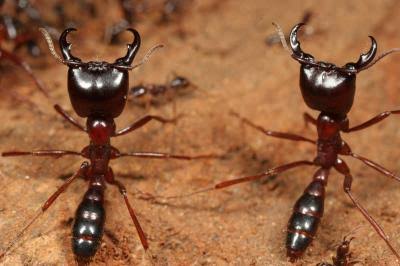 Army Ants