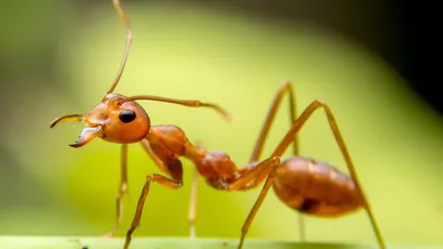 army ants