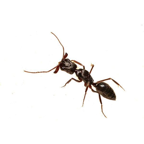 What Do Trap-Jaw Ants Eat