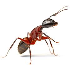 fire ants