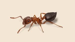 acrobat ants eat