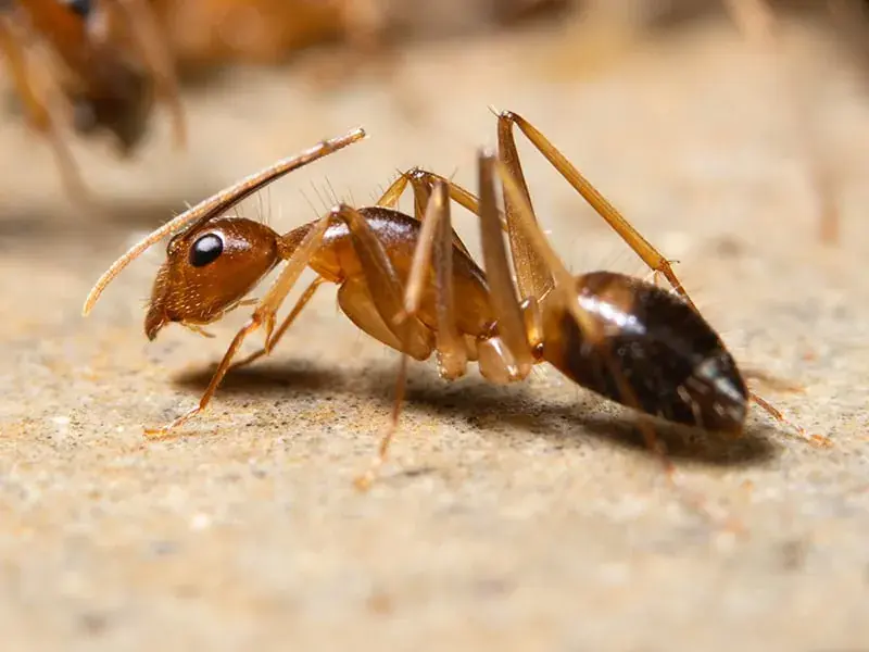 ghost ants