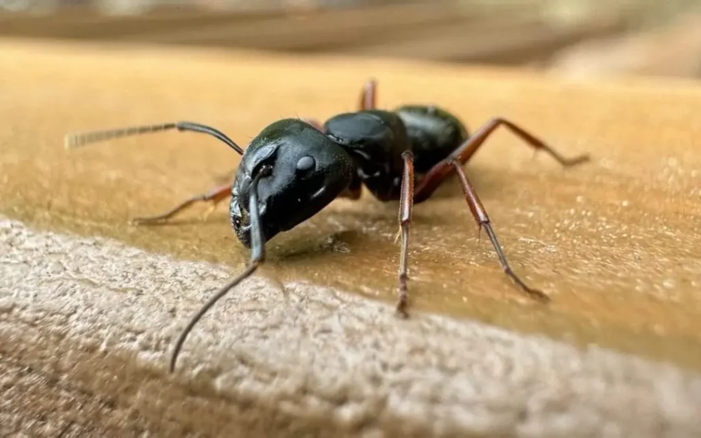 carpenter ants