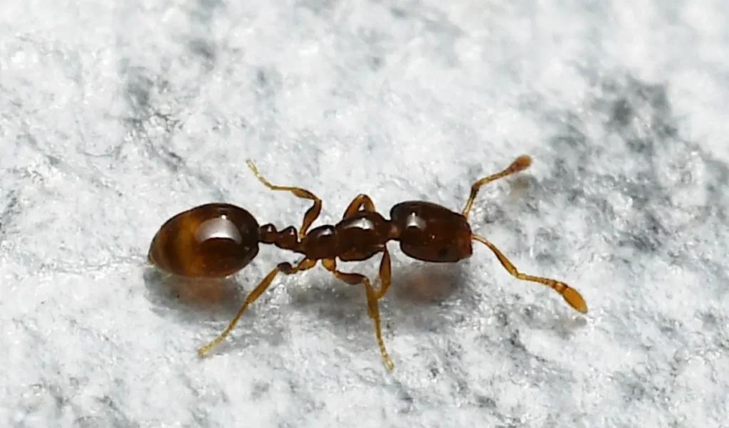 pharaoh ants