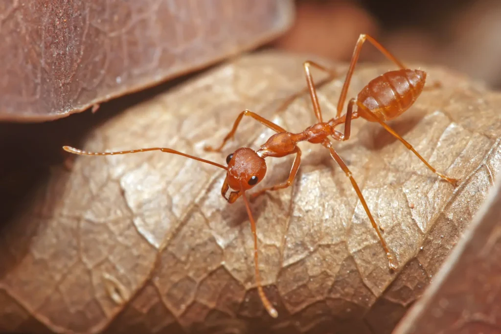 weaver ants