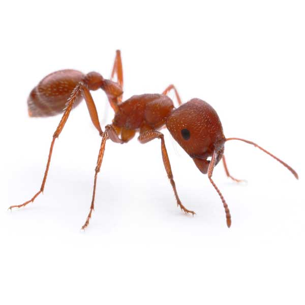 harvester ants