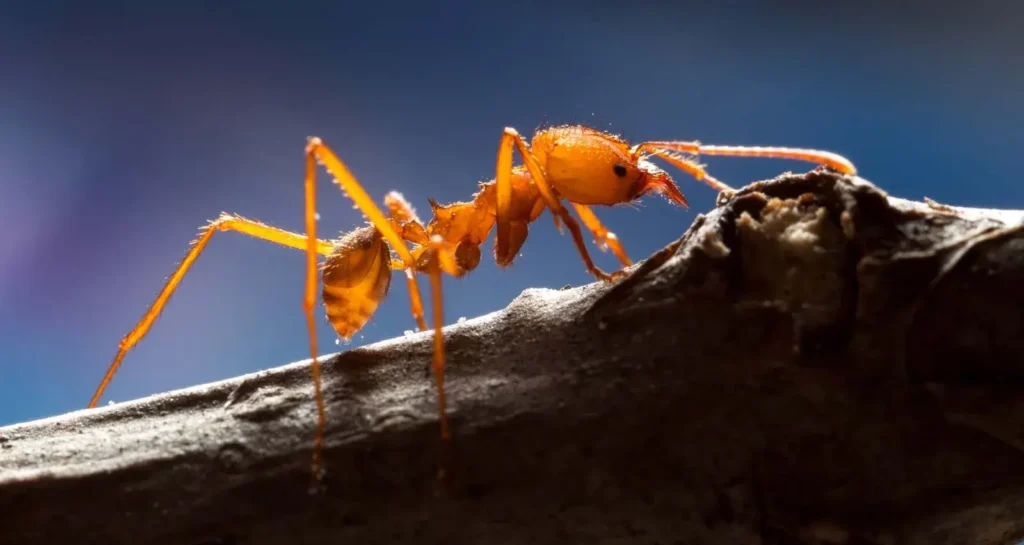 leafcutter ants