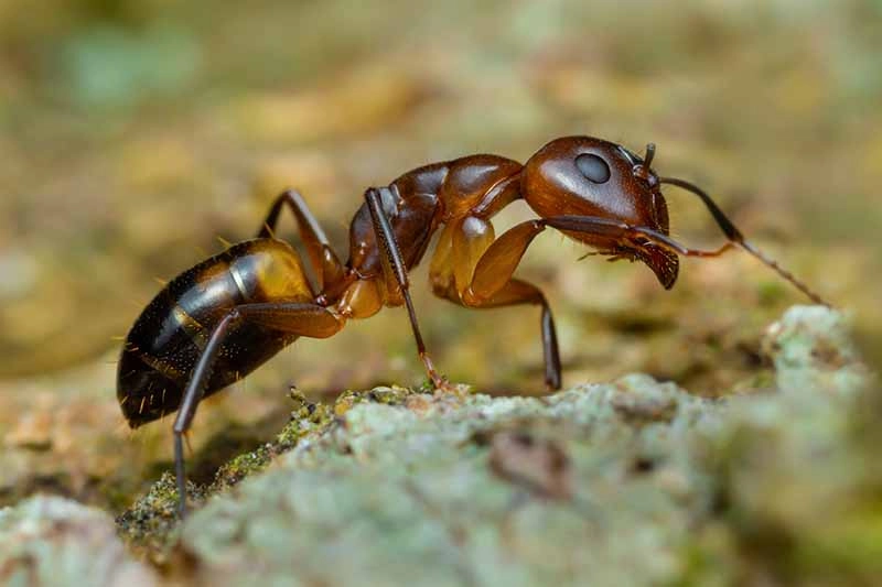 What Do Argentine Ants Eat