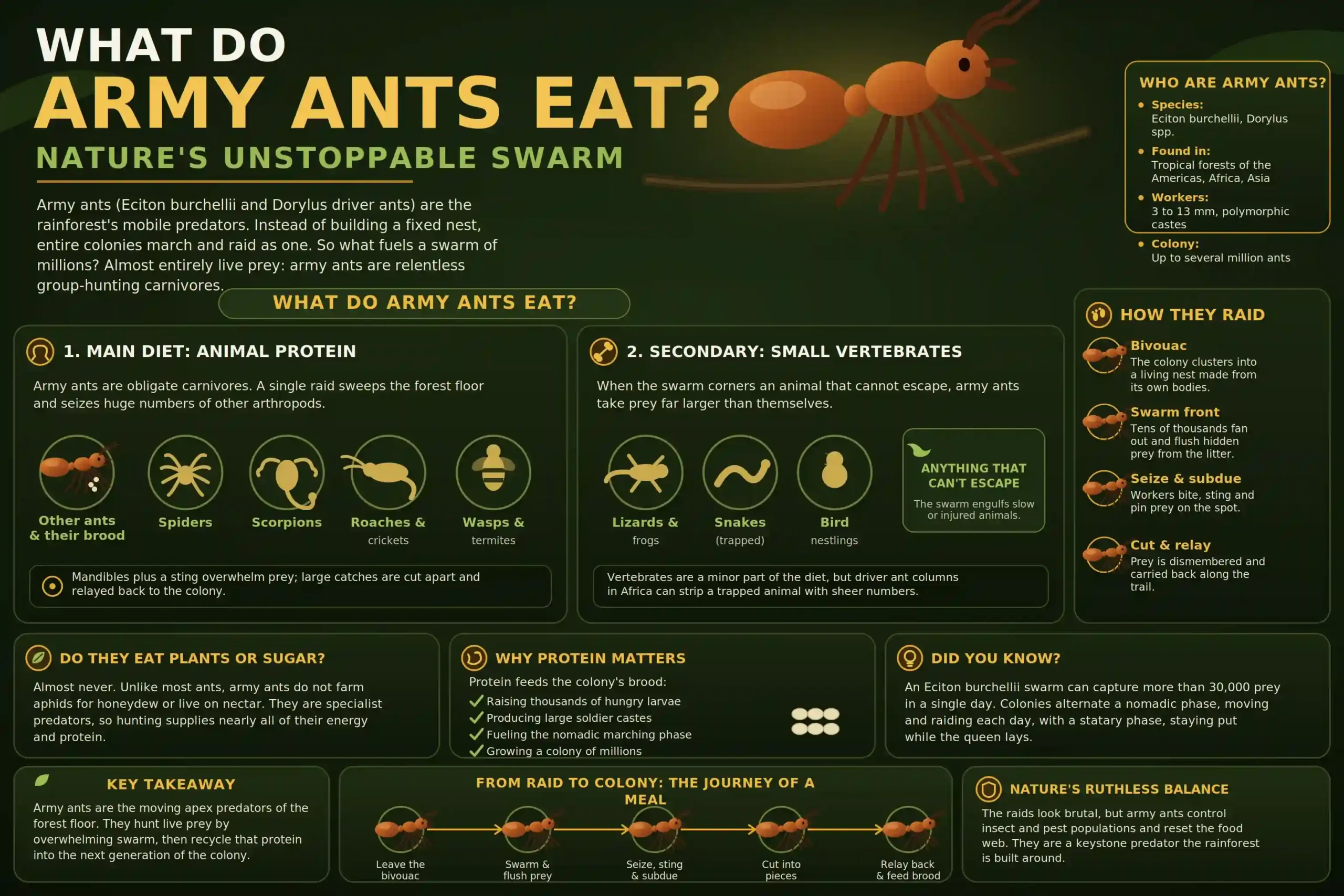 What Do Army Ants Eat