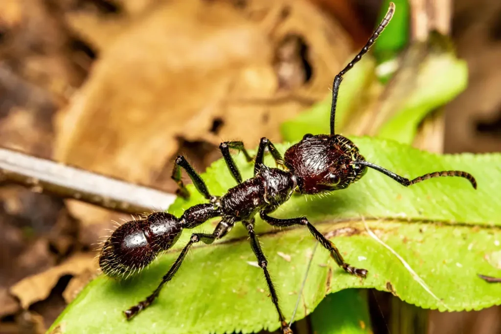 What Do Bullet Ants Eat