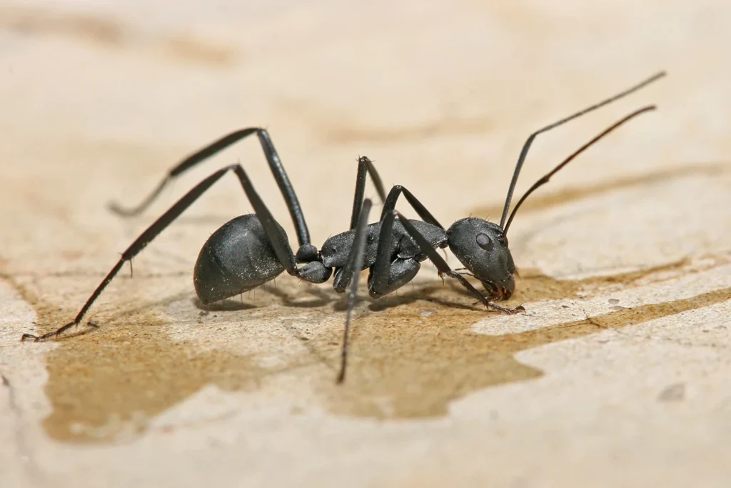 What Do Carpenter Ants Eat