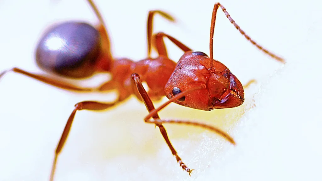 What Do Fire Ants Eat