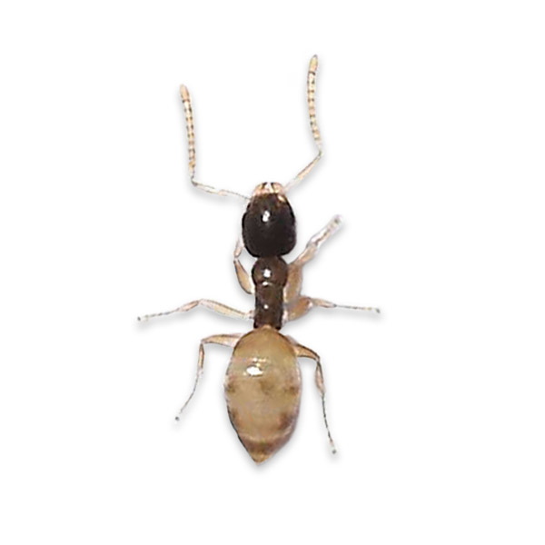 What Do Ghost Ants Eat