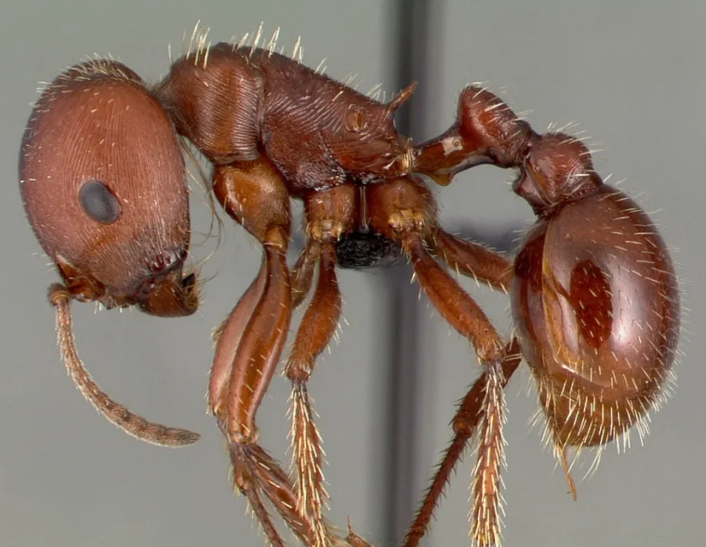 What Do Harvester Ants Eat