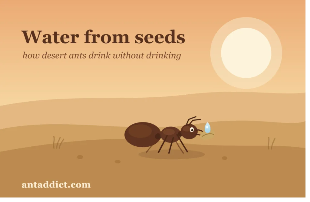 What Do Harvester Ants Eat