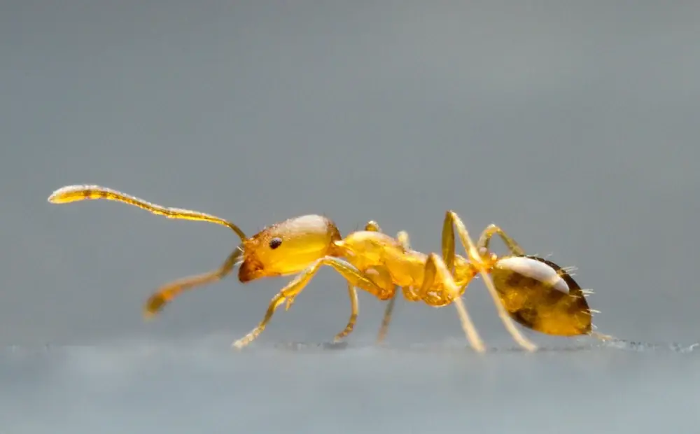 What Do Pharaoh Ants Eat