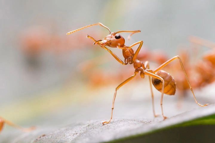 What Do Weaver Ants Eat