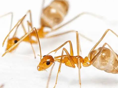 Yellow Crazy Ants