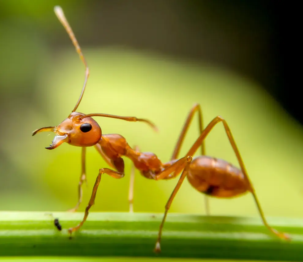 Army ants swarming over captured prey