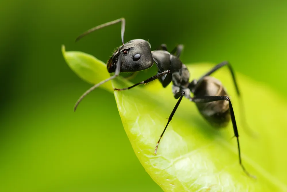 Black Garden Ants