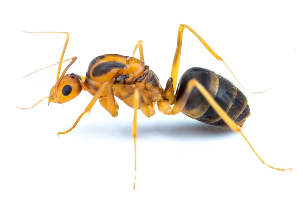 yellow crazy ants 