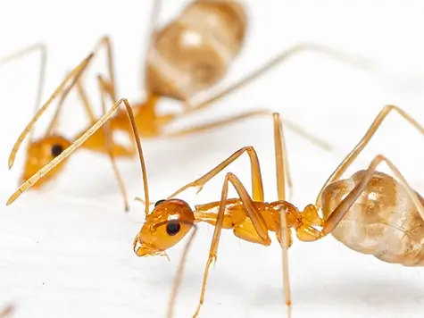 Yellow Crazy Ants