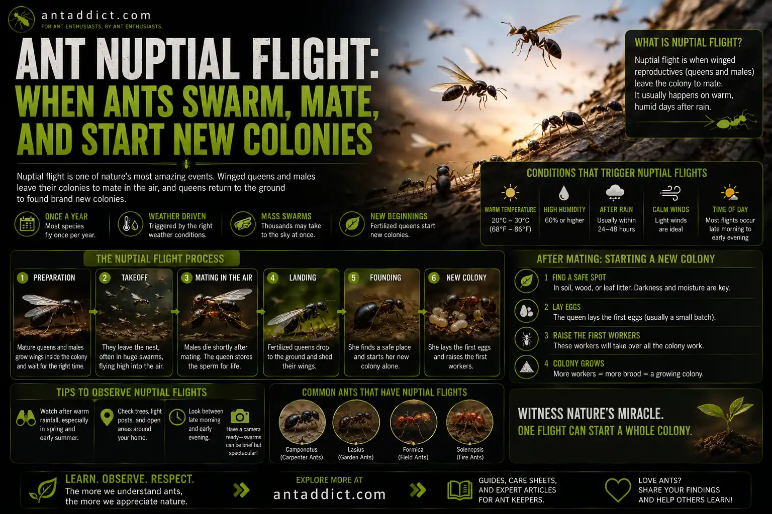Ant Nuptial Flight
