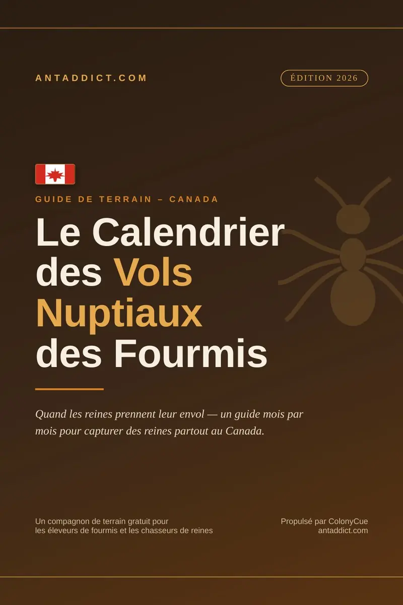 Calendrier des vols nuptiaux — édition Canada française