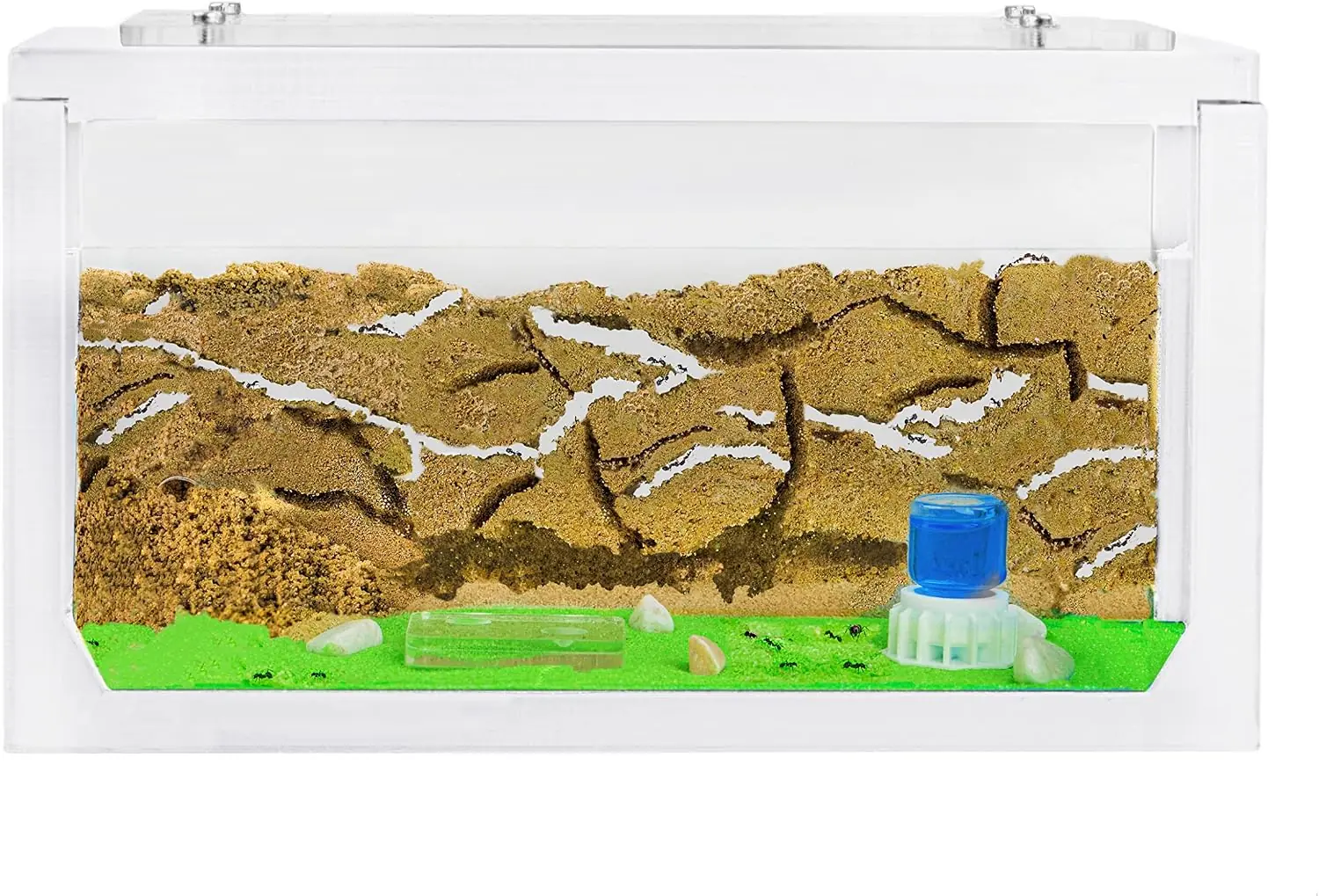 Illustration of a natural sand ant farm with dug tunnels, brood chamber and a water pipette